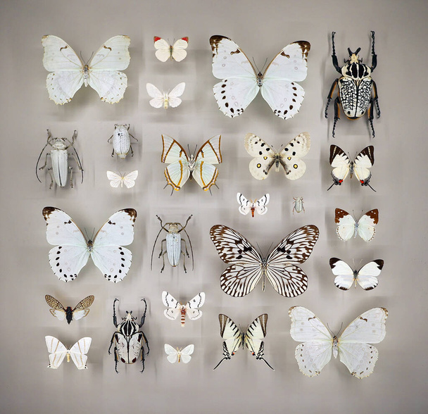 Exposition of variety of dead butterflies and bugs on board under glass - Фото, изображение