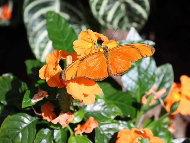 бабочки в тропических джунглях - Фото, изображение