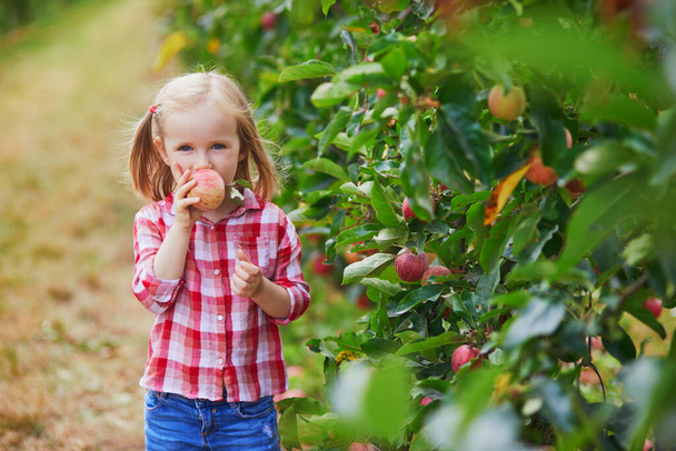 Adorable preschooler girl in red and white shirt picking red ripe organic apples in orchard or on farm on a fall day. Outdoor autumn activities for kids - Zdjęcie, obraz