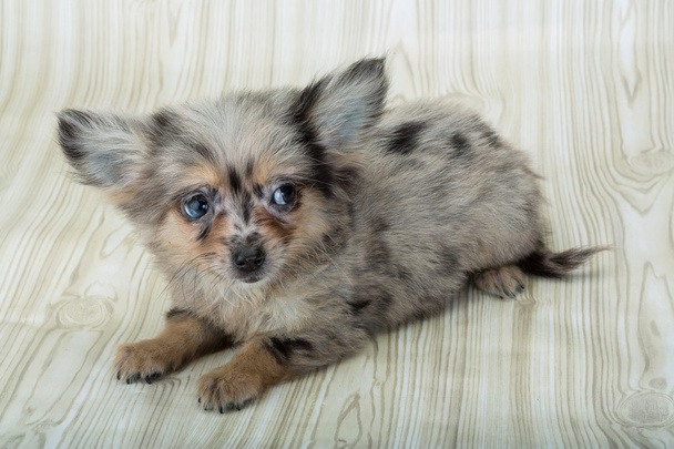 Chihuahua cucciolo
 - Foto, immagini