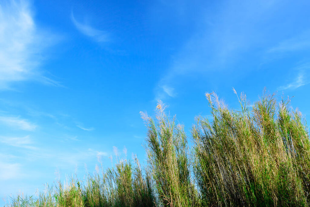 Beautiful background of blue sky and white cloud with moving green tall grasses as foreground in bottom-up view. Cool tone. Analogous color. - Foto, Bild