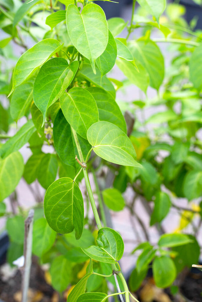 Gurmar medicinal plant, Fresh leaves of herb - 写真・画像