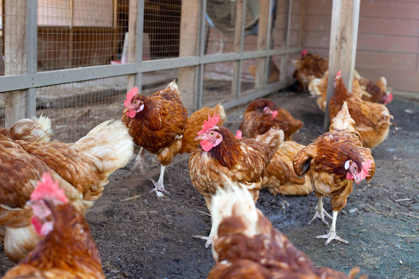 Hens in the chicken farm. Organic poultry house. - Zdjęcie, obraz
