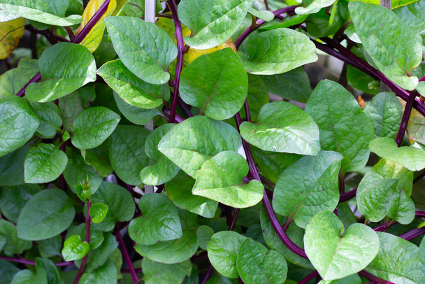 Ceylon spinach or basella rubra linn - Photo, Image