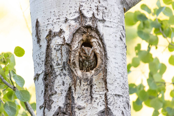 Flammulated Owl in nest at Kelowna BC Canada, June 2022 - Photo, Image