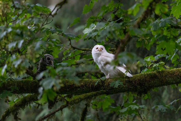 White (albinos) Leucistic fledgling Barred Owl at Port Coquitlam BC Canada, July 2022 - 写真・画像