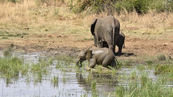 Οι αφρικανικοί ελέφαντες στο Pilanesberg - Φωτογραφία, εικόνα