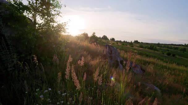 夏の日没時に畑で長い野生の未栽培草を乾燥させます。メリニス・ミニティフィラリア、牧草地の草は、野生の多年草の草です - 映像、動画