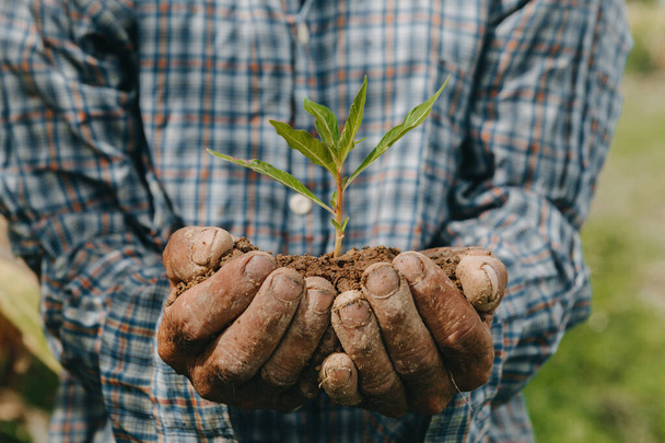 cropped image on old male hands holding soil with tiny plant - Photo, Image