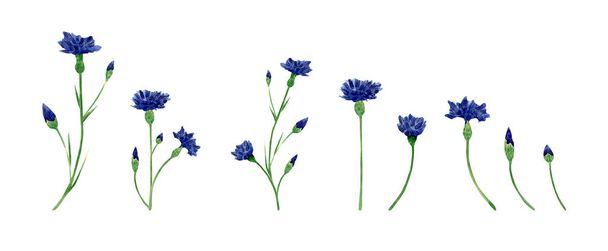 Watercolor cornflower collection. Botanical illustration with blue knapweed, bluett flower, bud set - Foto, Bild
