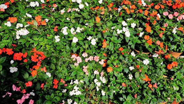 Beautiful background garden image of Impatiens walleriana also known as Busy lizzy, Sultans Balsam, Patienceplant, Patient Lucy, Teresita, Indoor Beauty - 写真・画像