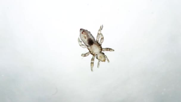 Nymfa of head lice in extreme lookup moving on white surface. Real extreme macro photo. Human infectious disease. Pediculus capitis. Closeup video of human parasite in growing phase. - Séquence, vidéo