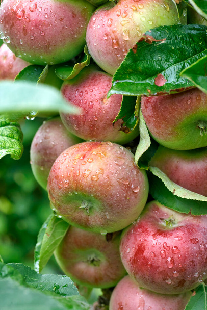 Yağmurdan sonra organik meyve bahçesinde taze kırmızı elmalar. Yağmur ve damlalar dalda asılı elmaların üzerine. - Fotoğraf, Görsel