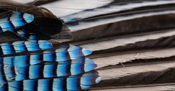 niebiesko-czarne pióra sójki. tło lub tekstura - Zdjęcie, obraz
