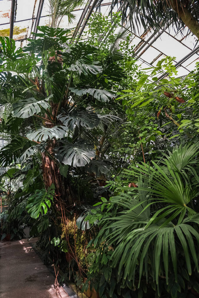 A vertical shot of the plants in the Botanical Garden of Iasi, Romania. - 写真・画像