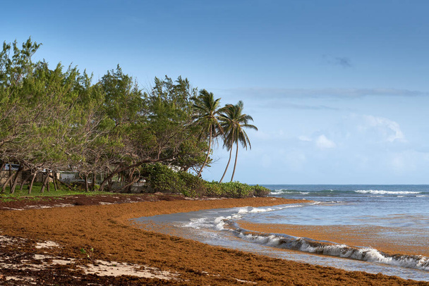 A beautiful shot of a beach next to some trees in the daytime. - Photo, Image