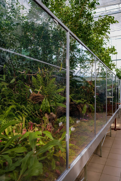 A vertical shot of beautiful plants in an indoor botanical garden of Iasi - Foto, Imagen