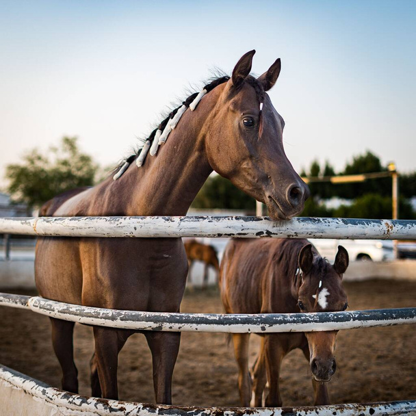 A close-up of two adorable horses behind the fence - 写真・画像