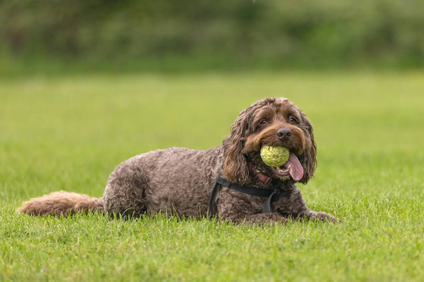 Brown cockapoo with tennis ball in mouth and tongue sticking looking at camera while lying down on the grass. Funny dog face and expression - Fotoğraf, Görsel