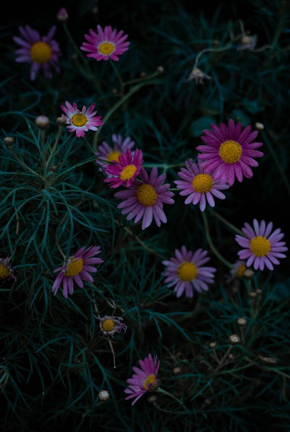 A vertical shot of pink chamomile flowers in a garden during evening - Foto, imagen