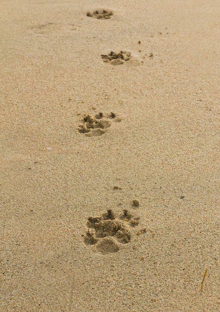 Dogs footprints - Fotoğraf, Görsel