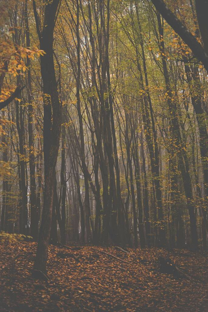 霧に包まれた森の中には色とりどりの紅葉の幹があります。 - 写真・画像