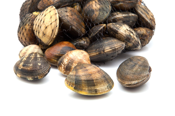 fresh clams  - Photo, Image