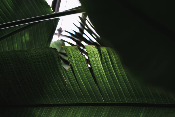 A closeup of the green leaf detail. Botanical Garden of Iasi. - Valokuva, kuva