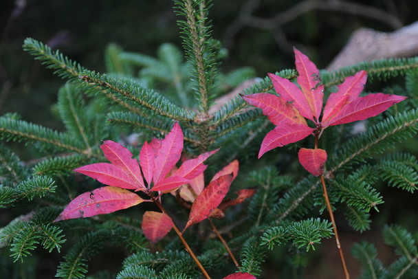 A closeup of Japanese andromeda red leaves and pine branches - Valokuva, kuva