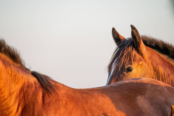 Un primer plano de un caballo Criollo detrás de otro caballo en una granja durante el atardecer - Foto, imagen
