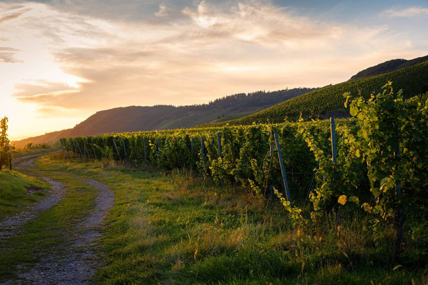 A beautiful landscape with vineyards near a dirt road at sunset - Fotografie, Obrázek