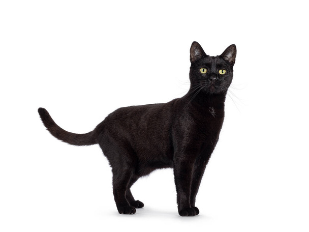Black adult house cat, standing up side ways. Looking straight to camera. Isolated on a white background. - Foto, afbeelding