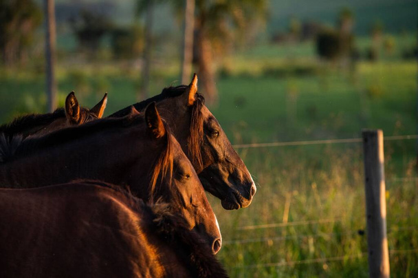 A closeup shot of Criollo horses in a farm during sunset - Fotó, kép