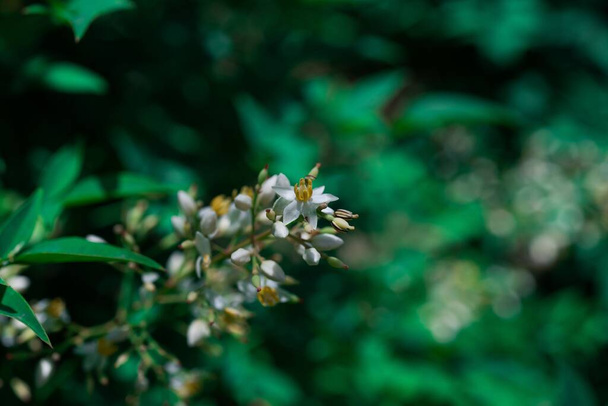 Nandina domestica isolated. Heavenly bamboo. Heavenly bamboo Gulf Stream flowers. - Valokuva, kuva