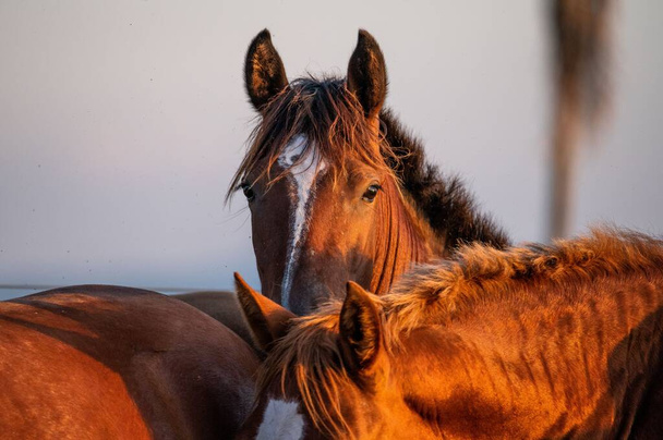 A closeup shot of Criollo horses in a farm during sunset - Photo, image