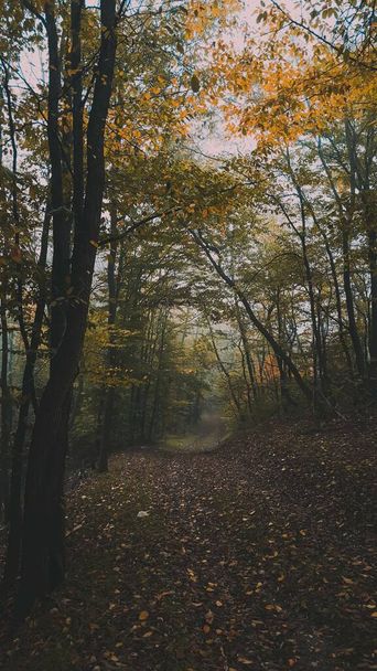 Pionowe ujęcie lasu z cienkimi wysokimi drzewami na autumn dzień - Zdjęcie, obraz