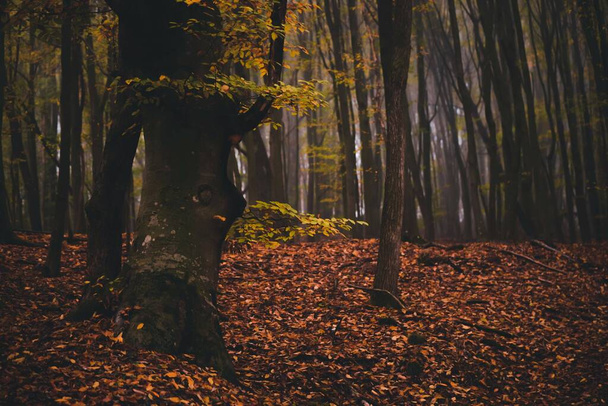 Los troncos altos de los árboles con hojas coloridas de otoño en el bosque nublado - Foto, imagen