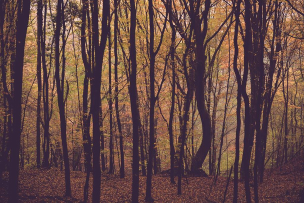The tall tree trunks with colorful autumn leaves in the foggy forest - Foto, Bild