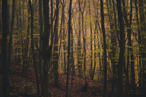 The tall tree trunks with colorful autumn leaves in the foggy forest - Foto, Bild