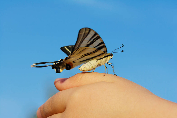Butterfly on the hand - symbolic photo on the subject of species protection, nature conservation, sustainability, etc - Foto, Imagen