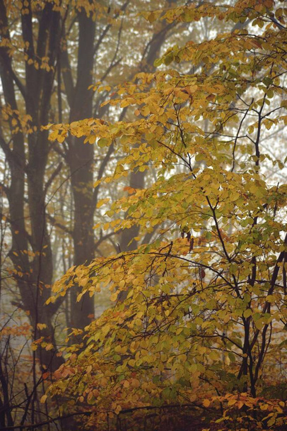 A beautiful landscape of autumn trees in a foggy forest - Fotó, kép