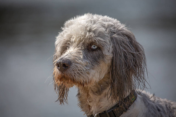 Head shot of Poodle with bright eyes - Foto, afbeelding