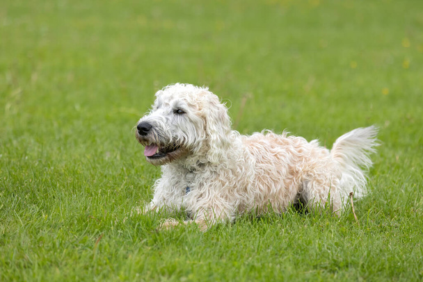 White labradoodle lying down in the grass at the dog park - Photo, image