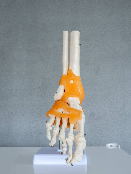 Detailní bílá lidská anatomie model pravé nohy na polici na šedém pozadí v místnosti lékaře, vertikální styl. Vize, vědecká lidská kostra. Věda, fyzika, medicína. - Fotografie, Obrázek