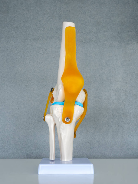 Close-up white human anatomy model of knee, knee-joint, patella and leg tendons on shelf on grey background in doctor room. Vision scientific human skeleton. Science, physical, medical concept. - Foto, Imagem
