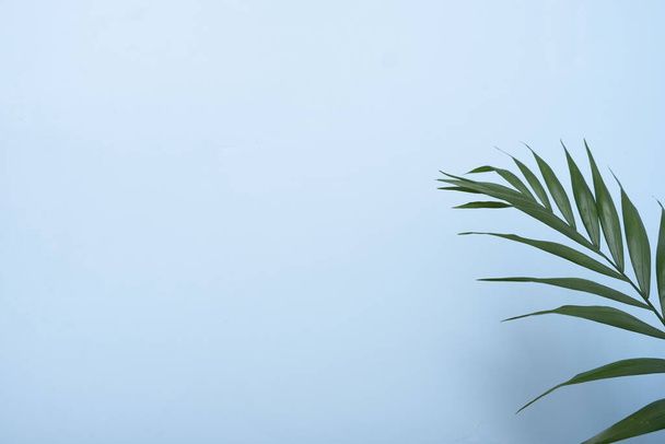 Tropical green leaf on a blue pastel background. Copy space. - 写真・画像