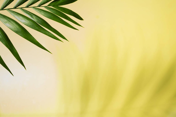 Tropical green palm leaf and shadows on a yellow background. Copy space. Summer backdrop. - Foto, Imagem