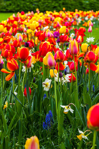 Rows of colourful blooming tulips in the Champ de Mars (Field of Mars), public park in Colmar city, Alsace region, France. Springtime view - Valokuva, kuva