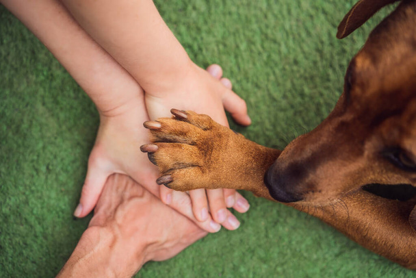 Human hands and dog paw as a team. Fight for animal rights, help animals. - Foto, afbeelding