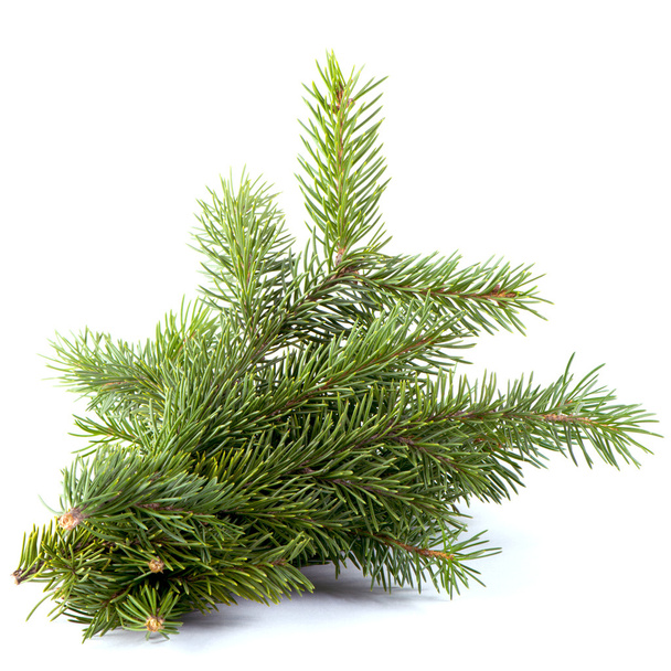 spruce branch - Photo, Image